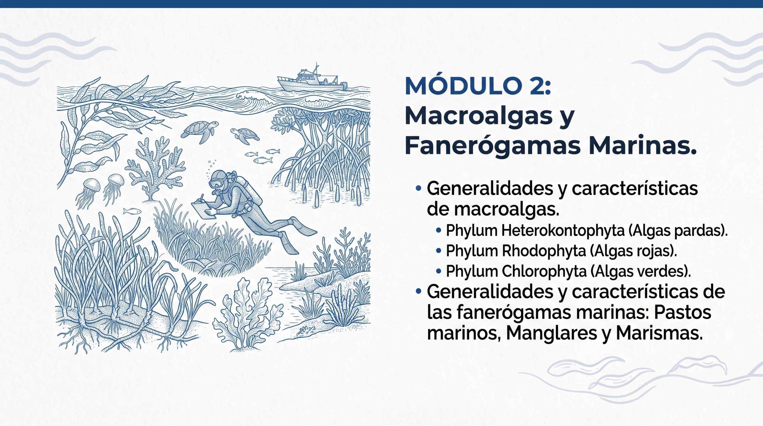 Curso en línea Explorando Biología Marina en Línea (40 horas) 7 Modulo-2-explorando-biología-marina