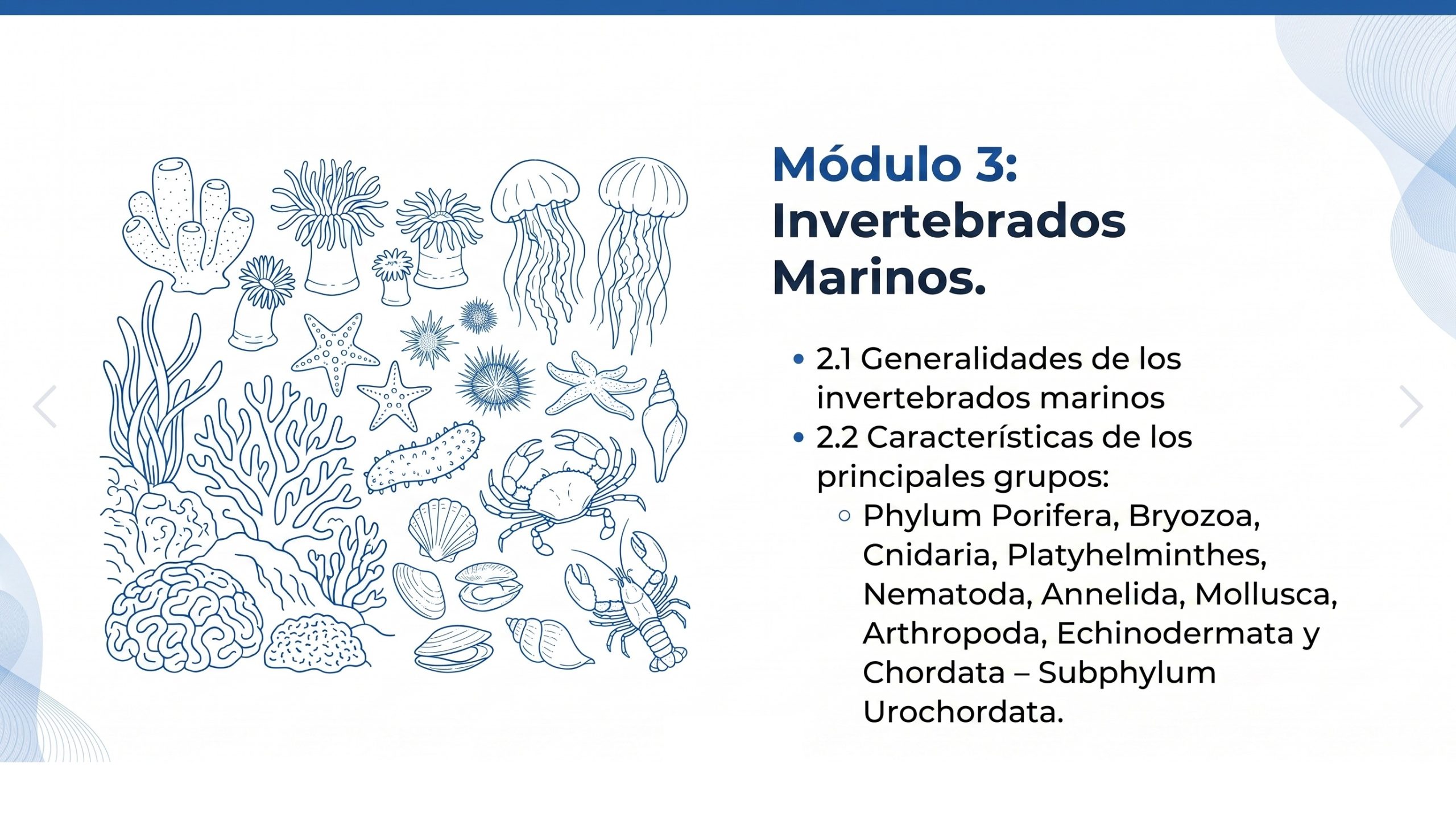 Curso en línea Explorando Biología Marina en Línea (40 horas) 8 Modulo-3-2explorando-biología-marina