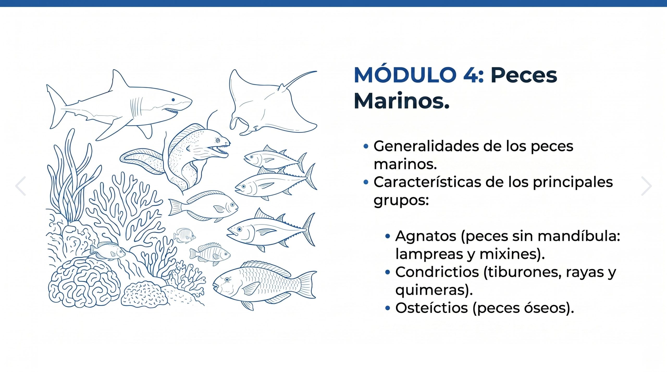 Curso en línea Explorando Biología Marina en Línea (40 horas) 9 Modulo-4-explorando-biología-marina