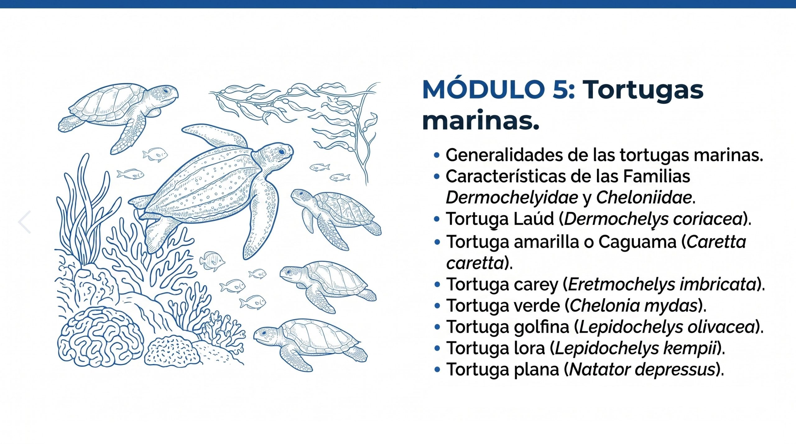Curso en línea Explorando Biología Marina en Línea (40 horas) 10 Modulo-5-explorando-biología-marina