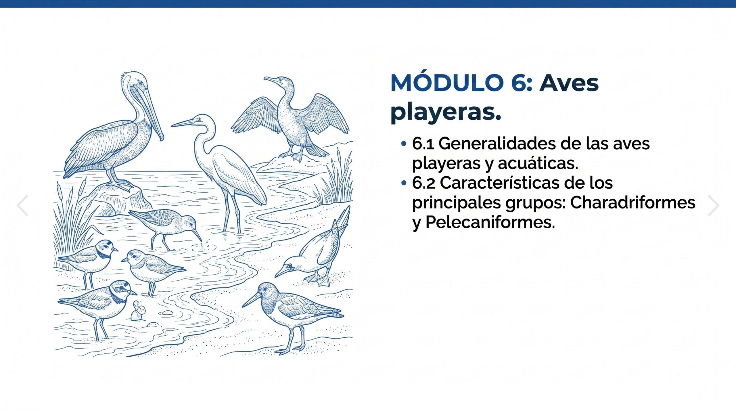 Curso en línea Explorando Biología Marina en Línea (40 horas) 11 1111