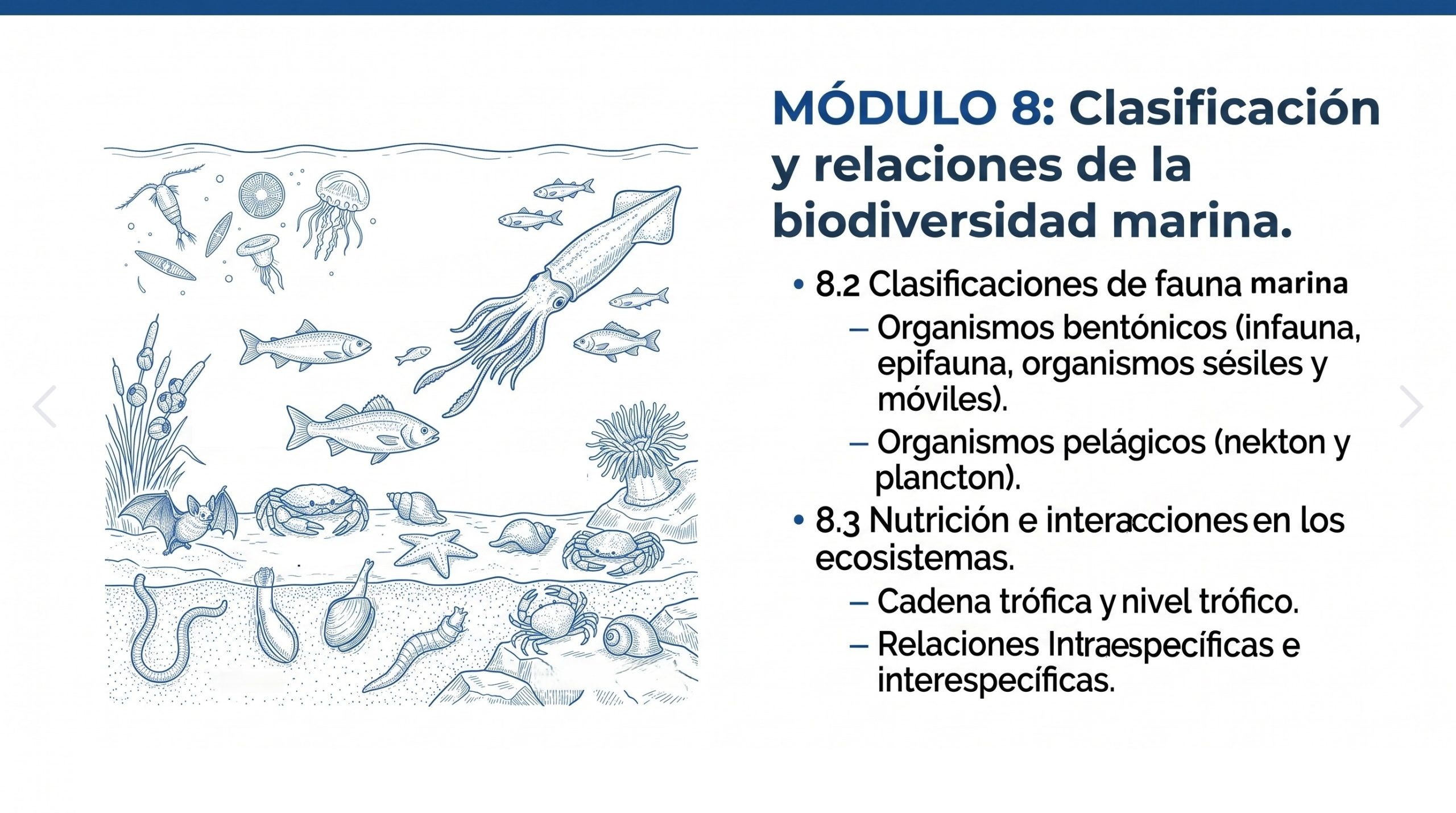 Curso en línea Explorando Biología Marina en Línea (40 horas) 13 Modulo-8-explorando-biología-marina