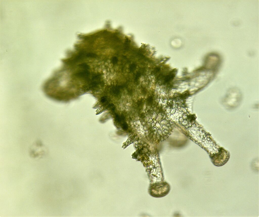 prosemar-cabeceros-horizontales-(30)