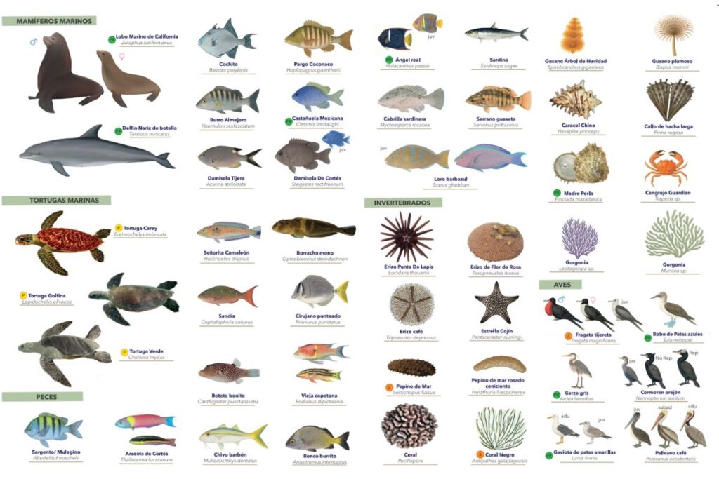 prosemar-cabeceros-horizontales-(28)