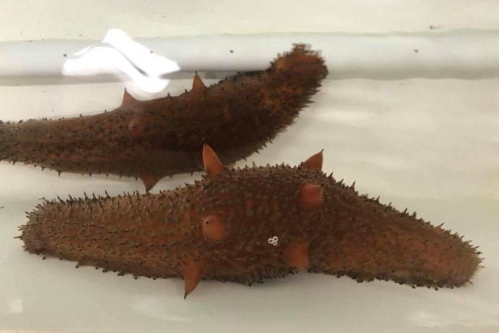 prosemar-proyecto-10-(1)