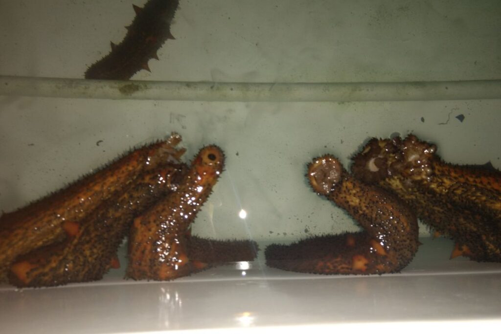 prosemar-proyecto-10-(3)