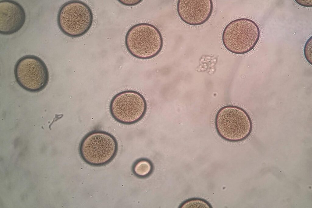 prosemar-proyecto-2-(2)