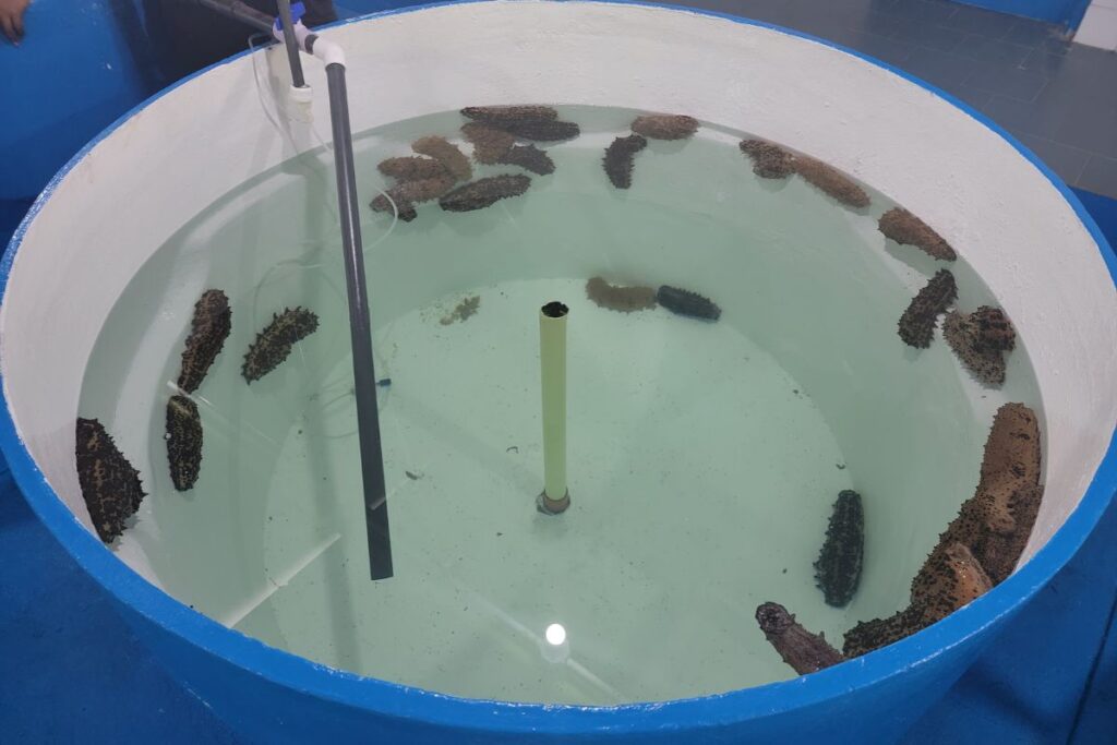 prosemar-proyecto-2-(3)