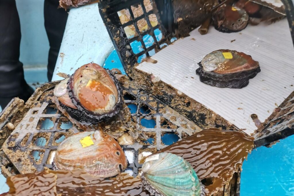 prosemar-proyecto-3-(3)