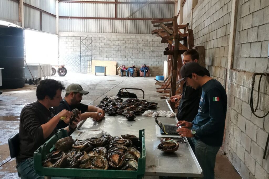 prosemar-proyecto-4-(1)