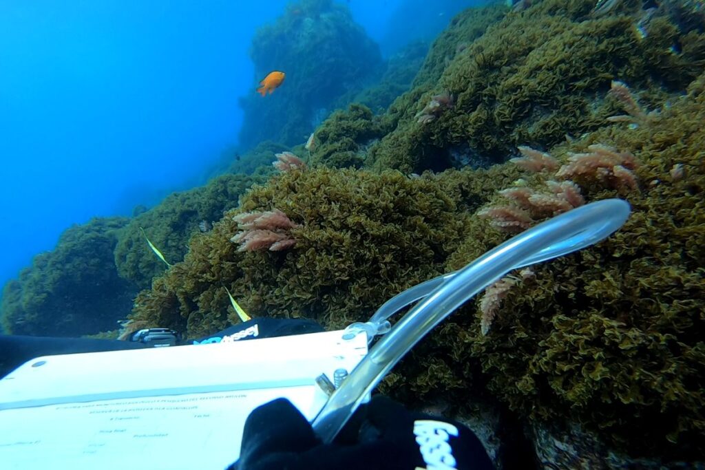 prosemar-proyecto-4-(2)