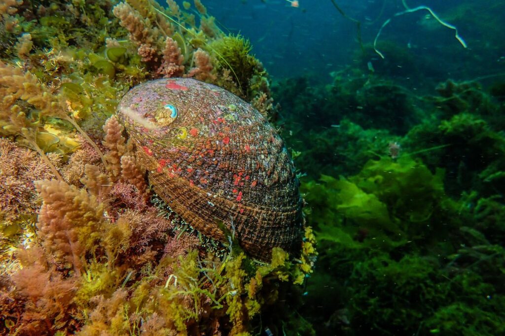 prosemar-proyecto-4-(3)