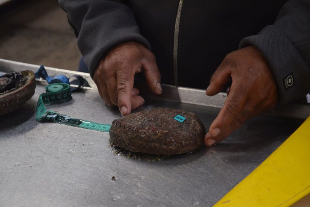 prosemar-proyecto-4-(4)