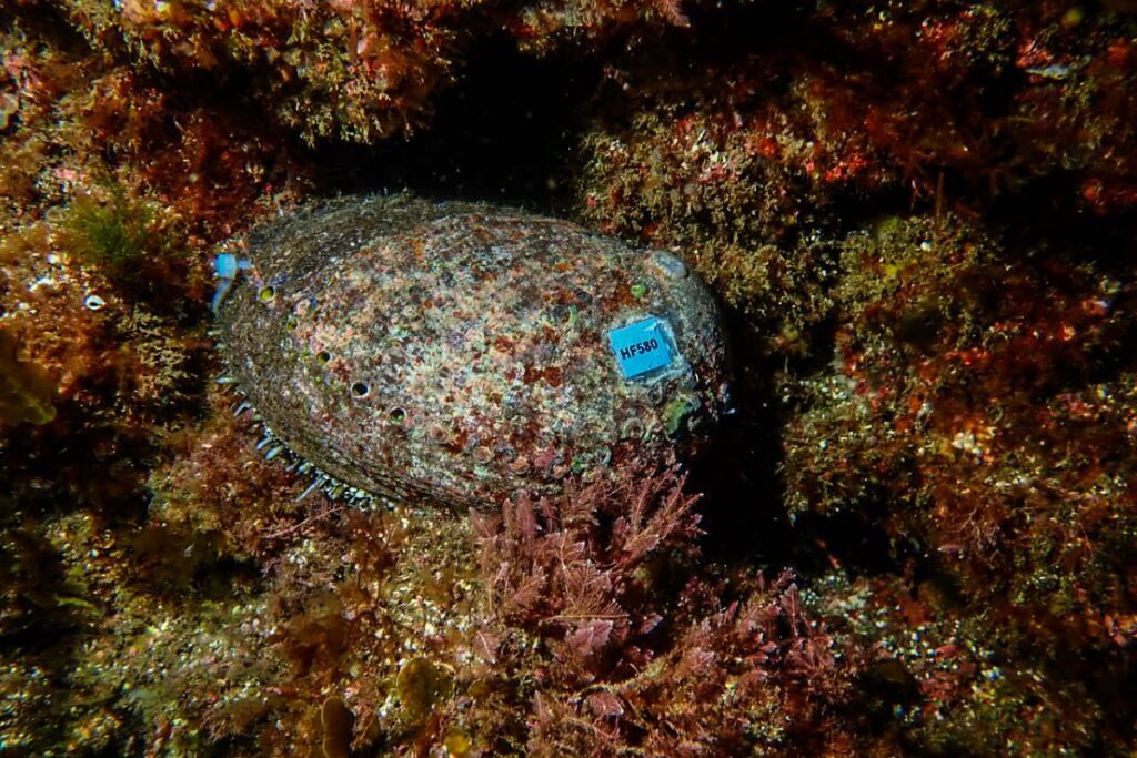 prosemar-proyecto-5-(3)