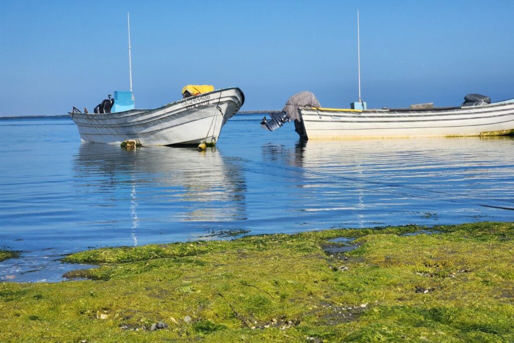 prosemar-proyecto-8-(2)