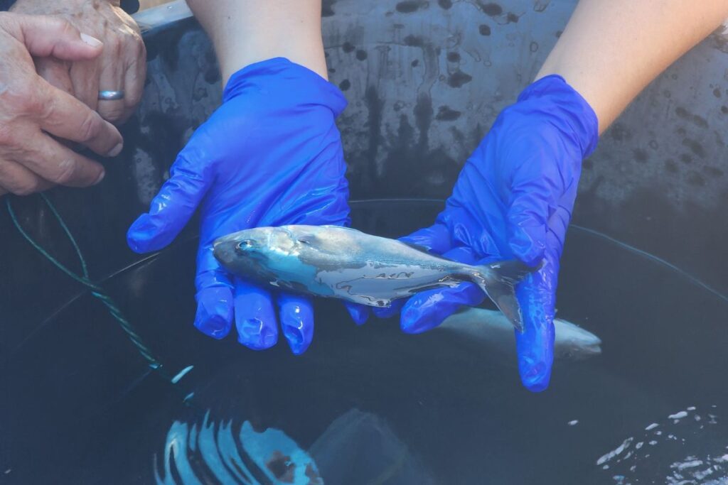 prosemar-proyectos-1-(2)