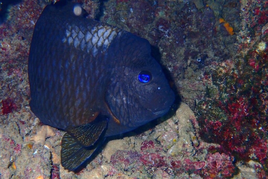 prosemar-proyectos-1-(3)