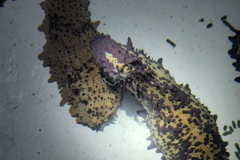 prosemar-proyectos-(2)