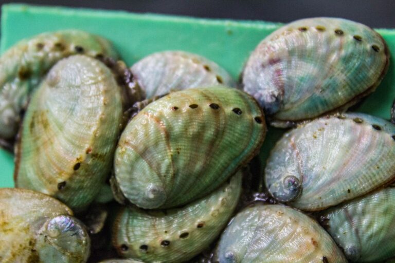 prosemar-proyectos-(3)