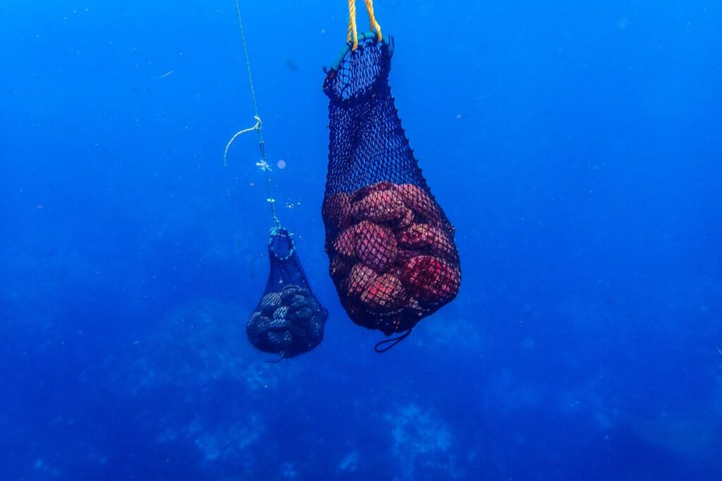 prosemar-proyectos-(4)