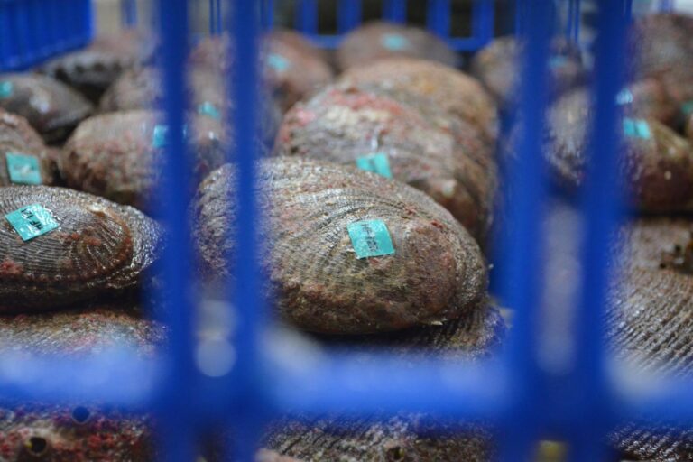 prosemar-proyectos-(5)