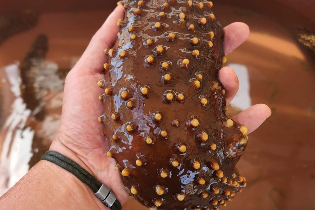 prosemar-proyectos-(6)