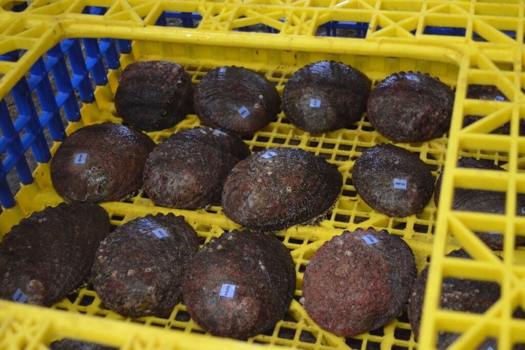 prosemar-servicios-acuicultura-(3)