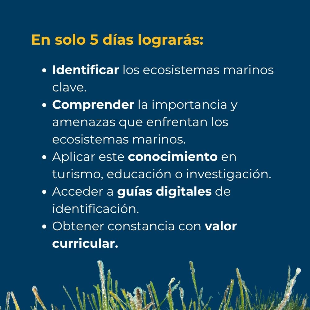 Curso en línea de Introducción a los Ecosistemas Marinos 4 5-días-cruso-introduccion-a-los-ecosistemas-marinos-de-mexico