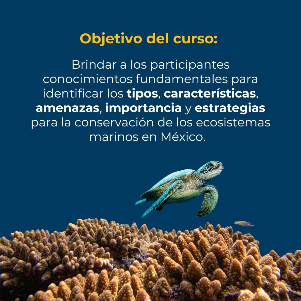 Curso en línea de Introducción a los Ecosistemas Marinos 2 objetivos-de-curso-introduccion-a-los-ecosistemas-marinos-de-mexico