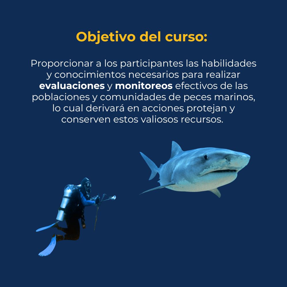 Curso en línea Fundamentos del Monitoreo de Peces Marinos 3 Curso en línea Fundamentos del Monitoreo de Peces Marinos - Imagen 3