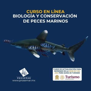Curso en línea Biología y Conservación de Peces Marinos