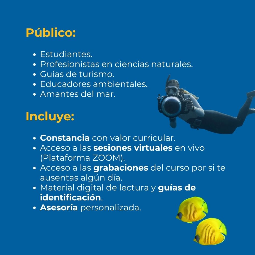 Curso en línea Explorando Biología Marina en Línea (40 horas) 3 PROSEMAR-publico-curso-linea-biologia-marina-sectur