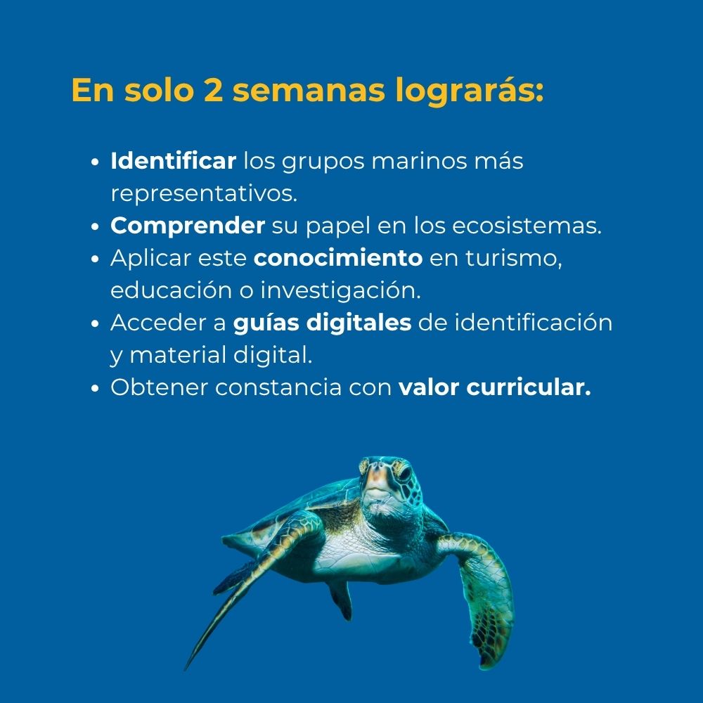 Curso en línea Explorando Biología Marina en Línea (40 horas) 4 PROSEMAR-12-curso-linea-biologia-marina-sectur