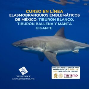CURSO_EN_LÍNEA_ELASMOBRANQUIOS_EMBLEMÁTICOS_MÉXICO_TIBURÓN_BLANCO_TIBURÓN_BALLENA_Y_MANTA_GIGANTE