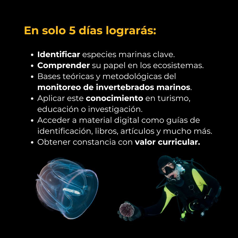 Curso en Línea de Invertebrados Marinos: Biología, Identificación, Monitoreo y Conservación | 20 horas 4 curso-en-linea-invertebrados-marinos-1