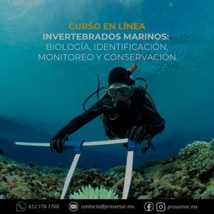 curso-en-linea-invertebrados-marinos