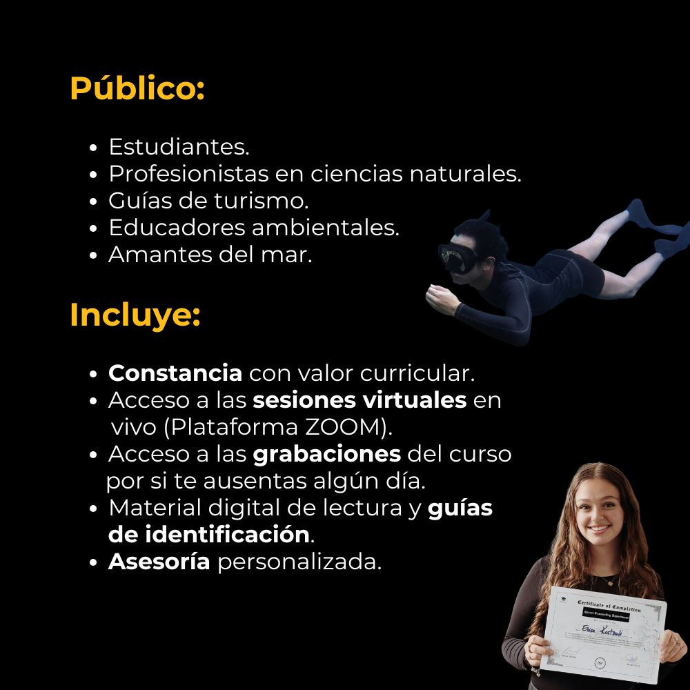 Curso en Línea de Invertebrados Marinos: Biología, Identificación, Monitoreo y Conservación | 20 horas 6 curso-en-linea-invertebrados-marinos-publico